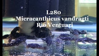 L280 Hypancistrus vandragti Rio Ventuari [upl. by Anairam730]