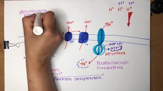 Fosforilación oxidativa  Cadena respiratoria [upl. by Ahsaek]