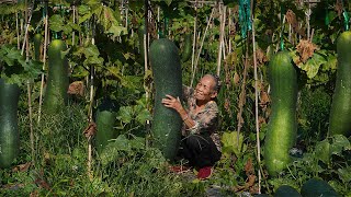 Making winter melon candy with 300 kg of winter melon｜20多斤一個的冬瓜，阿婆摘回300斤，做冬瓜糖，鄰居搶著要｜冬瓜 ｜ 广西 美食 玉林阿婆 [upl. by Aicirt]