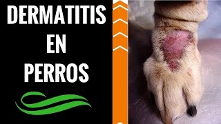 🛑DERMATITIS en PERROS ➡️Causas y Tratamiento de la DERMATITIS ALERGICA en los PERROS ✅ [upl. by Kciwdahc]