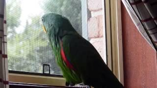 Jasper the eclectus parrot talking [upl. by Gittel]