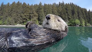 Cute overload  adorable otters [upl. by Iah]