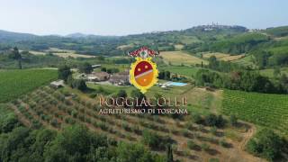 Get to know with Poggiacolle  Agriturismo San Gimignano [upl. by Sidonia]