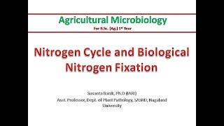 Nitrogen cycle amp Biological Nitrogen Fixation  Nitrification Denitrification  Rhizobium amp legume [upl. by Costanzia]