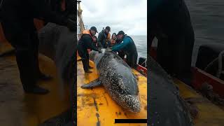 Removing Millions of Barnacles from a Dolphins Body – Satisfying Rescue 2 [upl. by Mathia]