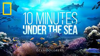 10 Minutes of Relaxing Ocean Sounds  HD Footage of Whales amp Jellyfish  OceanXplorers [upl. by Letnahs]