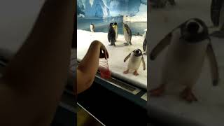 Gentoo Penguin Interaction Part 1 [upl. by Yendys126]