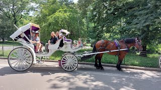 Central Park Carriage ride [upl. by Tran]