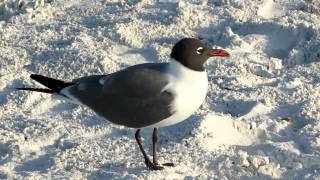 Laughing Gull [upl. by Redmond541]