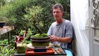 Willow Bonsai Aug 2014 [upl. by Anirbas]