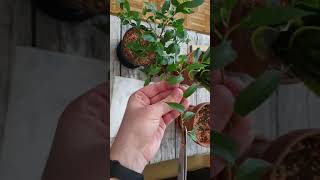 Taking Cuttings From Ficus Benjamina [upl. by Namrehs733]