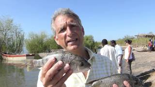 Chiwana Catching Chambo Fish Lake Malawi  RIPPLE Africa [upl. by Borrell]