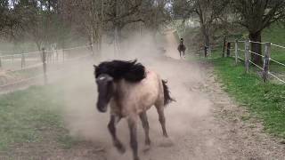 Pferdehof Birkenweiler unsere Pferde Ponys und Esel kommen von der der Weide [upl. by Suruat]