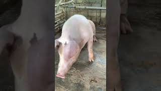 Biggest pig farming very good breeds pig shorts [upl. by Chen]