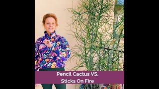 Pencil Cactus Versus Sticks On Fire shorts cactus euphorbia [upl. by Dennie605]