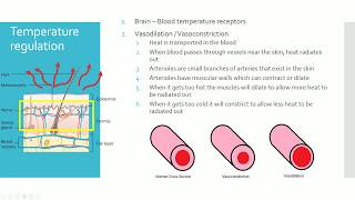 IGCSE BIOLOGY REVISION Syllabus 14 Hormones amp Homeostasis [upl. by Huebner]