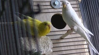 Installing a Parakeet Nesting Box [upl. by Akayas]