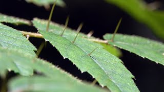 20240615  金瓜寮魚蕨步道  臺灣楤木Aralia bipinnata Blanco 刺刺地獄 [upl. by Fadden]