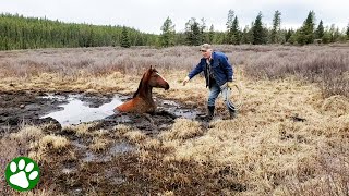 Wild horse rescued from muddy pit [upl. by Cahra]