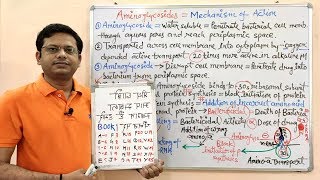 Chemotherapy of Antibiotics Part20 Aminoglycoside 02  Mechanism of Action  Aminoglycoside [upl. by Megdal]