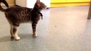 Caliciviral arthritis aka Limping kitten syndrome [upl. by Sklar]