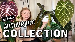 Full Anthurium Collection Tour  50 Plants from Common to ULTRA Rare [upl. by Wellington423]