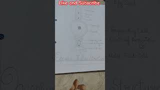 ✨ Ogonium Thallus Structure Diagram ✨ shorts BSc [upl. by Aneala]