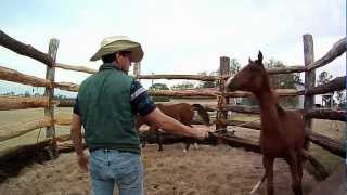 Green Horse Training  day 1 handling weanlings [upl. by Christoph]