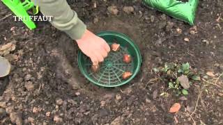 Planter des bulbes les outils pour planter des bulbes en pleine terre  Truffaut [upl. by Shermie]