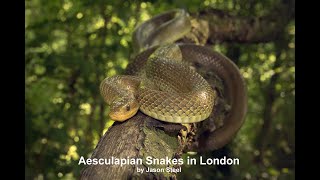 Aesculapian Snakes in London September 2021 [upl. by Garland21]