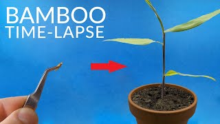 BAMBOO Growing From Seed Timelapse [upl. by Aleacem]