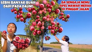 AKHIRNYA BISA PANEN SEMUA SEMANGKA MERAH DI KEBUNKU [upl. by Julian]