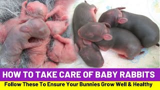 How To Take Care of Baby Rabbits And Avoid Death [upl. by Brindle]