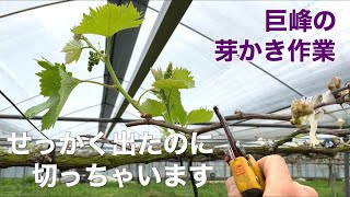 「ぶどうの作業」巨峰の芽かき作業 [upl. by Anniala]