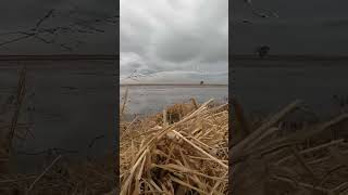 Swans come in for a look swans duckseason duckhunting duckblind hunting waterfowlhunting [upl. by Heaps]