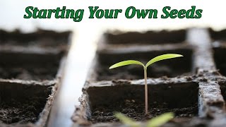 Seed Starting for Beginners  StepbyStep Guide  15 Years of Experience [upl. by Ledniahs144]