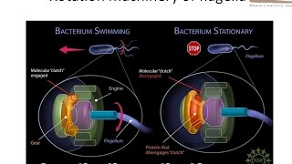 Rotation machinary of bacterial flagella [upl. by Sharman]