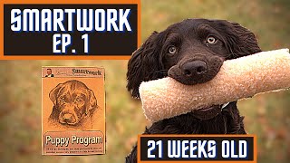 Boykin Spaniel Duck Dog Training With SMARTWORK PUPPY PROGRAM  Ep 1 [upl. by Inamik591]