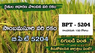 సాంబమసూరి BPT  5204 Vari రకం  BPT 5204 PADDY VARIETY  SAMBAMASURI PADDY  TELUGU RAITHU TIPS [upl. by Rayburn]