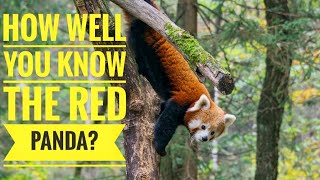 Red Panda  Description Characteristics and Facts [upl. by Banebrudge]