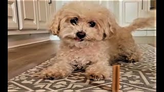 Die besten Hunde Videos 2021 Teil 1 Cute and Funny Dogs Videos [upl. by Revell948]