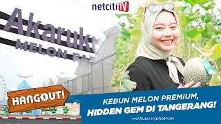 Hidden Gem Wisata Petik Melon Akaruku Hydrofarm  Hangout Episode 7 [upl. by Nerak]