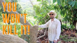 Pruning an Older Mango Tree for Easier Picking and Better Fruit [upl. by Anahcra]