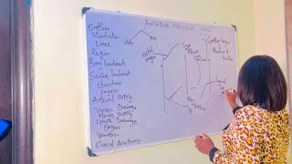 ANTERIOR ABDOMINAL WALL  ANATOMY  SIMPLIFIED [upl. by Pelson]