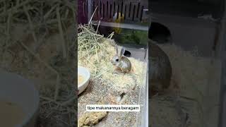 Jerboa😍 jerboa animals animal shortvideo faktaunik nationalgeographic biologyberitaterkini [upl. by Ardnaz466]