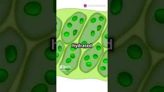 What is a Vacuole Explained biology facts cellbiology science highlights knowledge yt [upl. by Epifano541]