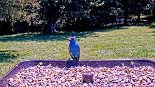 Indigo Bunting Visits Live Bird Feeder Cam  Gettysburg [upl. by Crowns287]