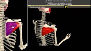 Infrapinatus amp Pectoralis Minor Muscle Motion amp Anatomy [upl. by Bhayani]