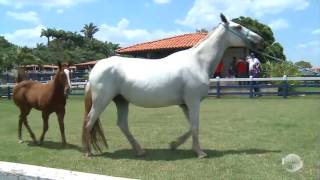 Conheça uma das fazendas mais modernas do Nordeste [upl. by Ellette]