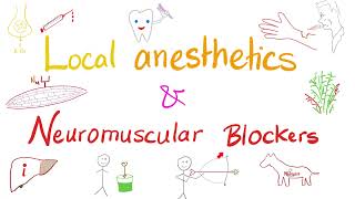 Local Anesthetics and Neuromuscular Blockers  Anesthesiology [upl. by Kcirdez]